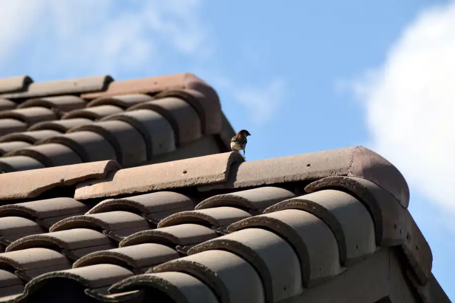 Common Mistakes in Gutter Bird Proofing and How to Avoid Them Victor Harbor, SA