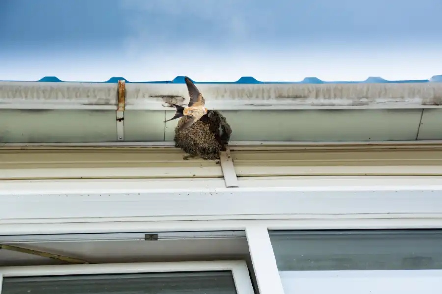 Common Mistakes in Gutter Bird Proofing and How to Avoid Them in Victor Harbor, SA