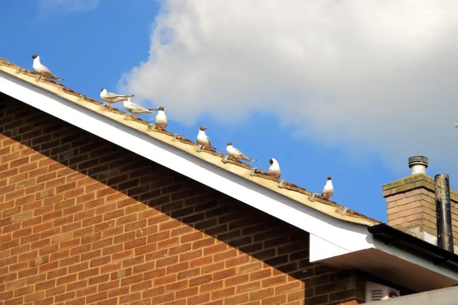 Dependable Bird Proofing Victor Harbor, SA