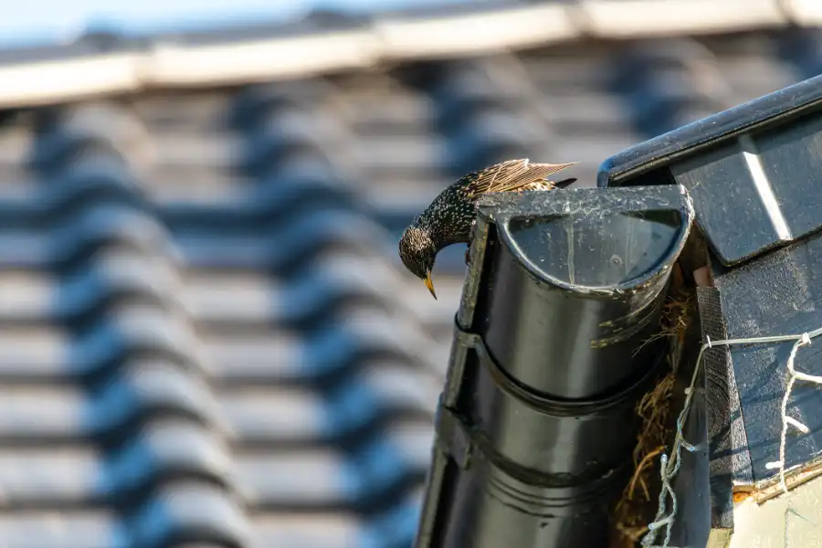 Key Signs You Need Bird Proofing for Your Gutters Victor Harbor, SA