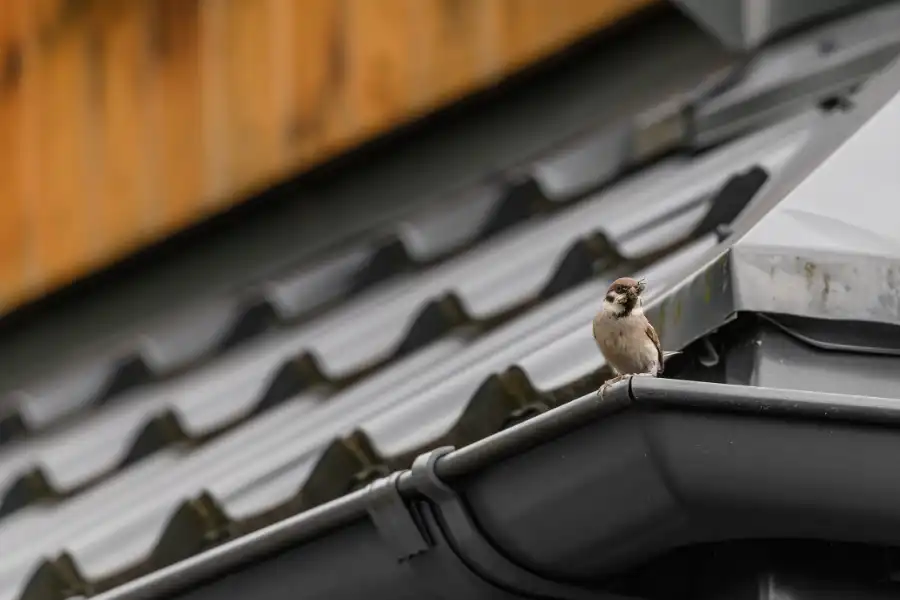 Key Signs You Need Bird Proofing for Your Gutters in Victor Harbor, SA
