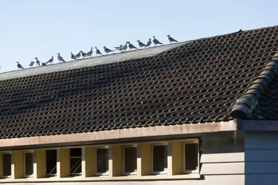 Reputable Bird Proofing Victor Harbor, SA
