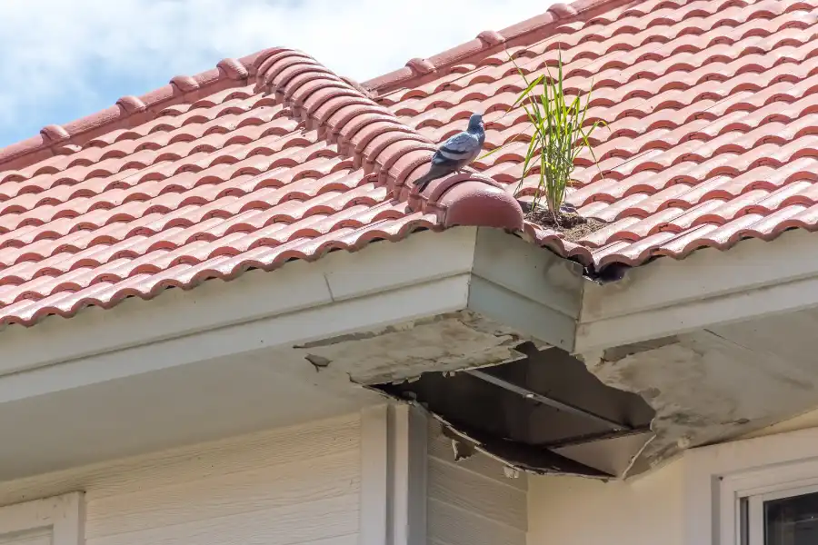 Top-rated Bird Proofing Victor Harbor, SA